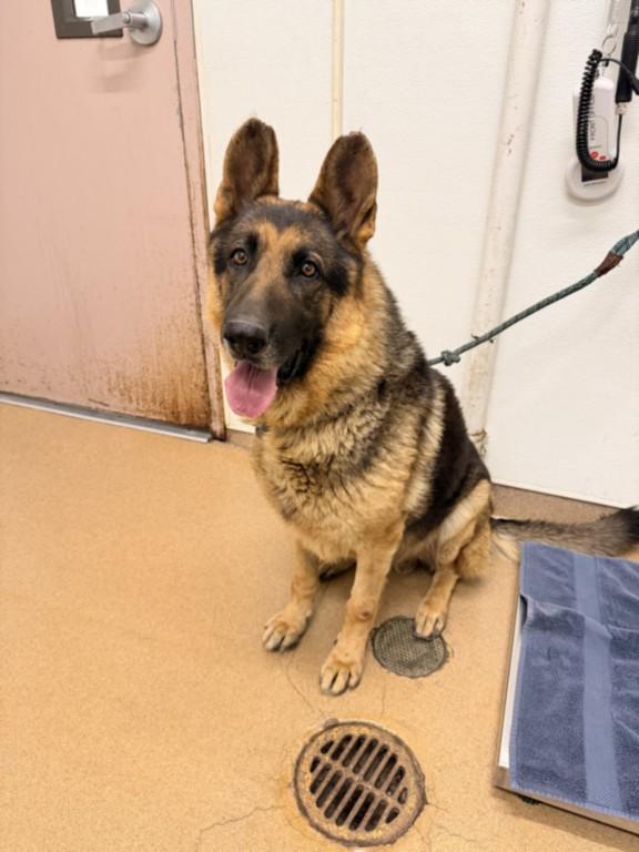 Enlarge LOGAN, a Adoptable German Shepherd Dog in Hayward, CA image 1/1