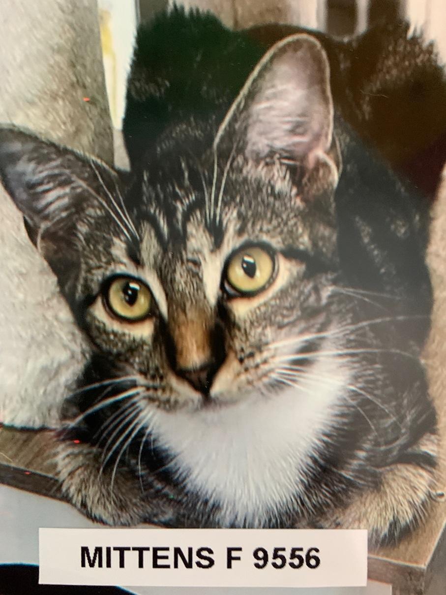 Enlarge Mittens, a Adoptable American Shorthair in Weatherford, TX image 1/1