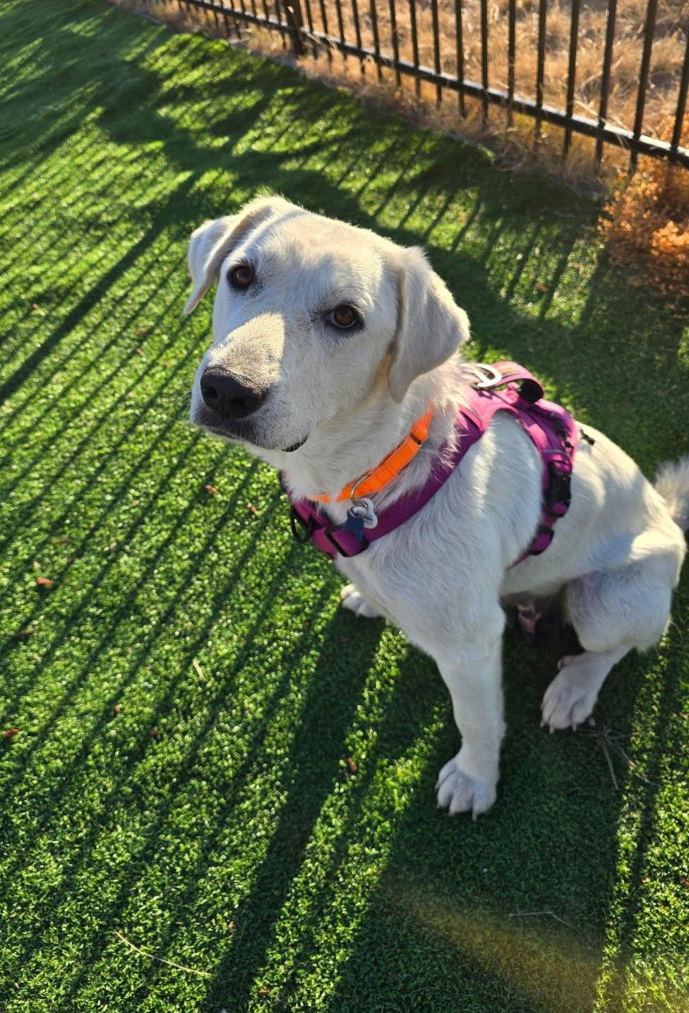 Dory, a Adoptable Great Pyrenees in Winter Park, CO image 1/3