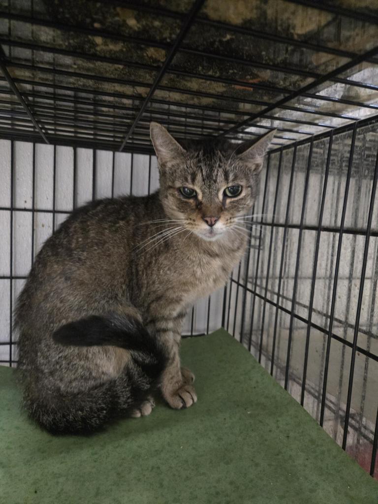 Azaela, adopted, Adult Female Domestic Short Hair.