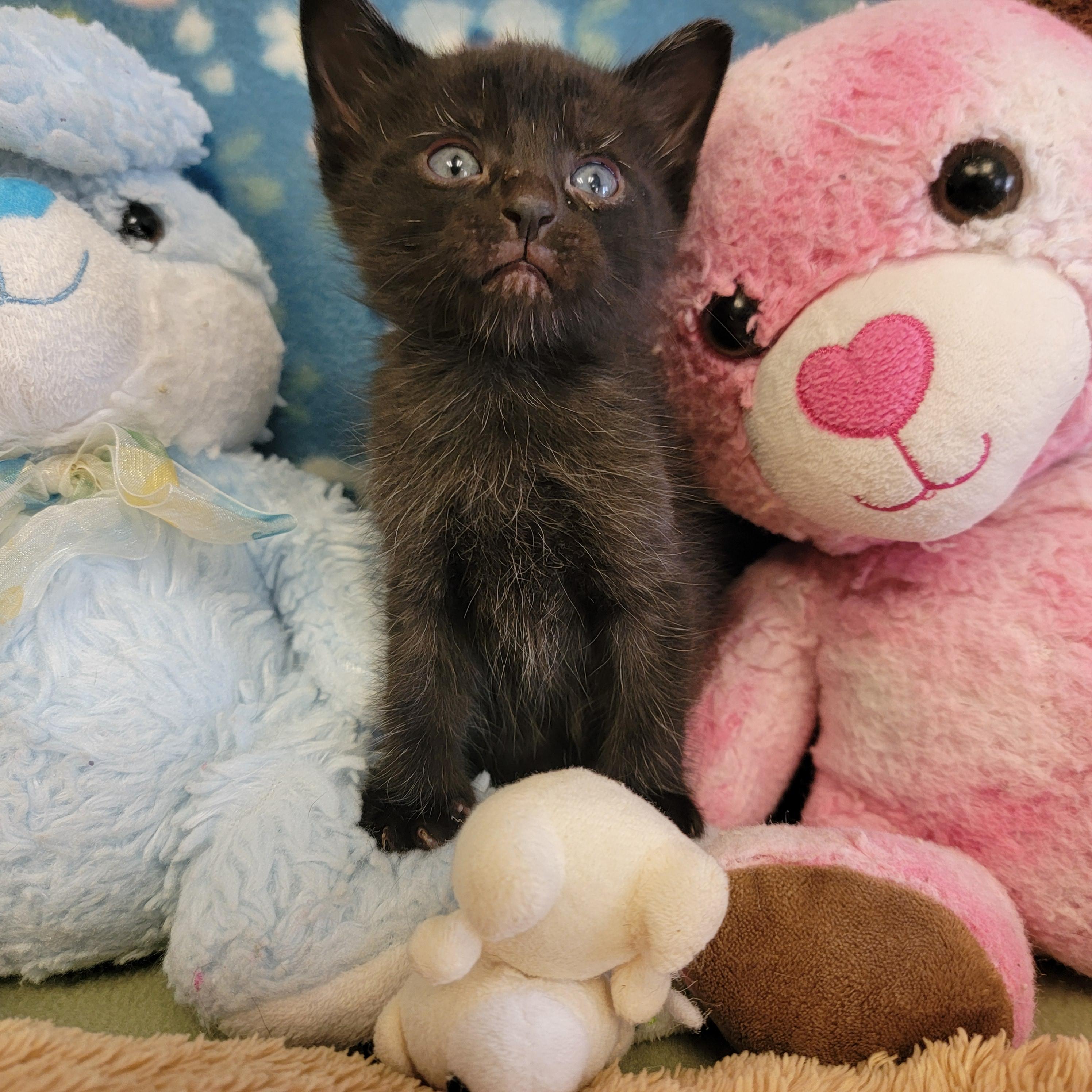 Enlarge Zazu, a ADOPTABLE mixed breed in ALPINE, TX image 2/6