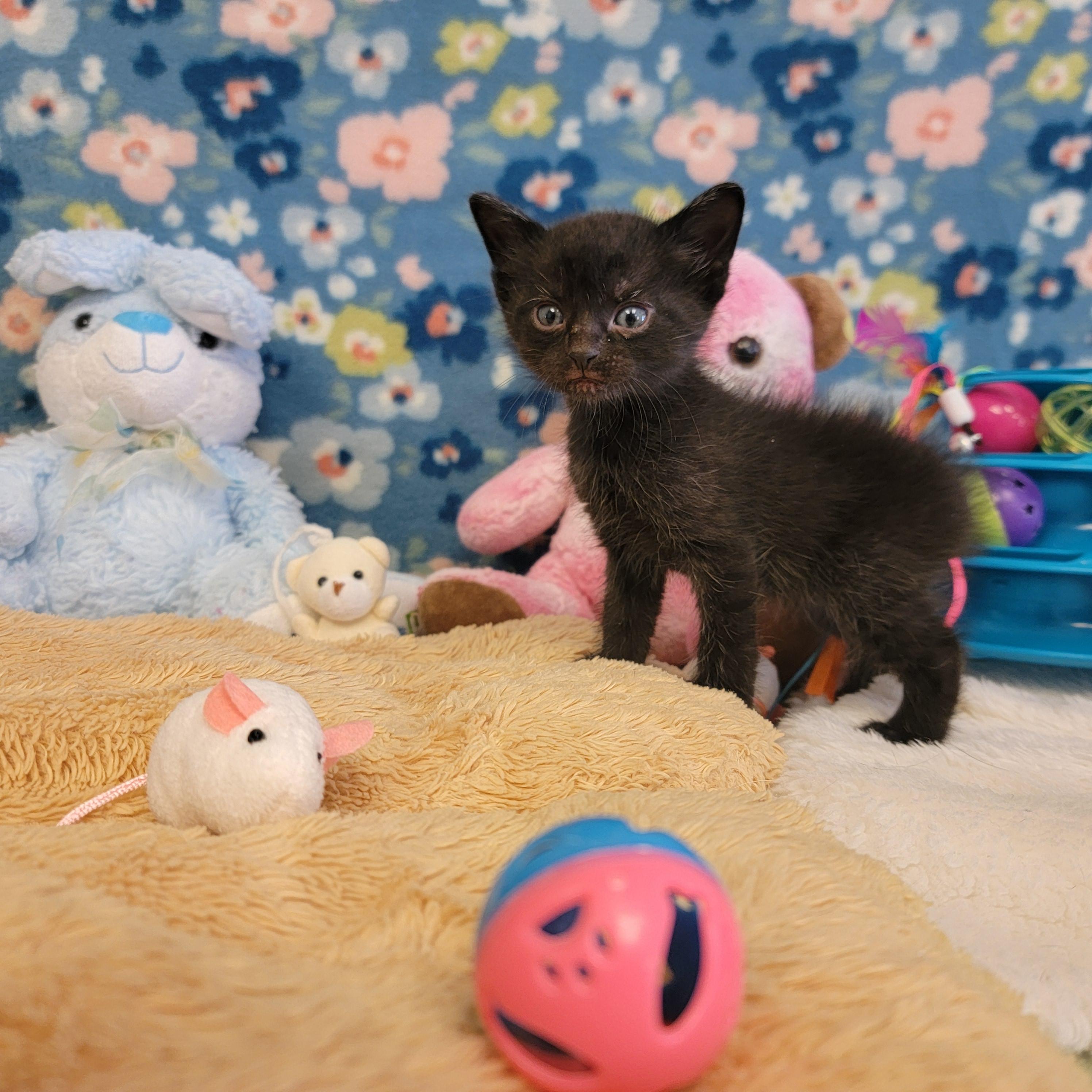 Enlarge Zazu, a ADOPTABLE mixed breed in ALPINE, TX image 6/6