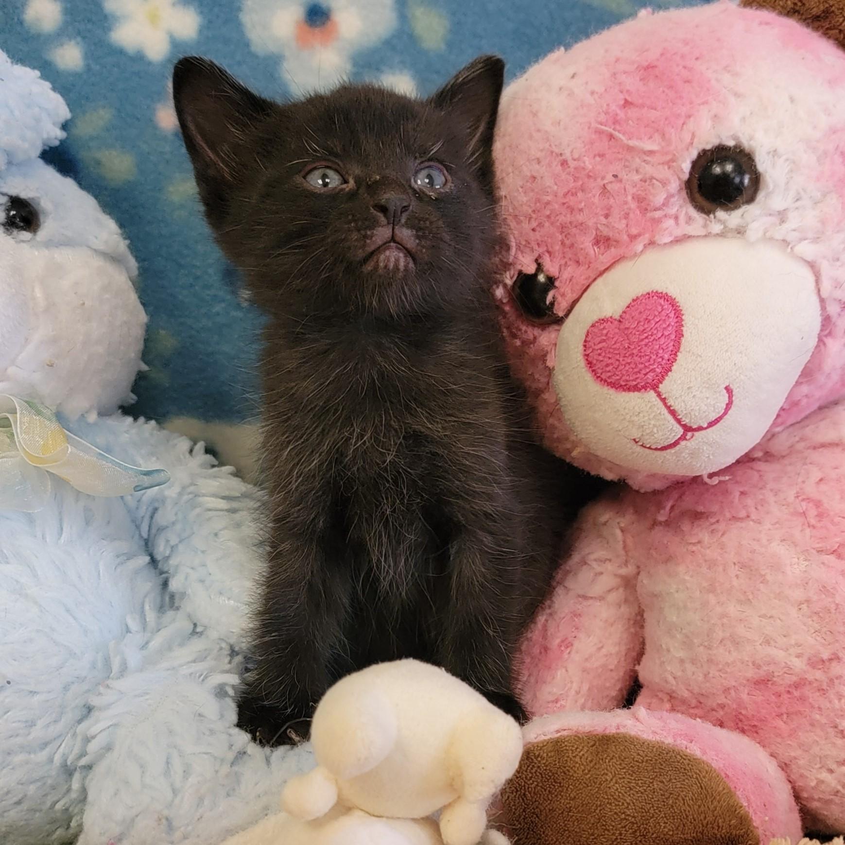 Enlarge Zazu, a ADOPTABLE mixed breed in ALPINE, TX image 3/6