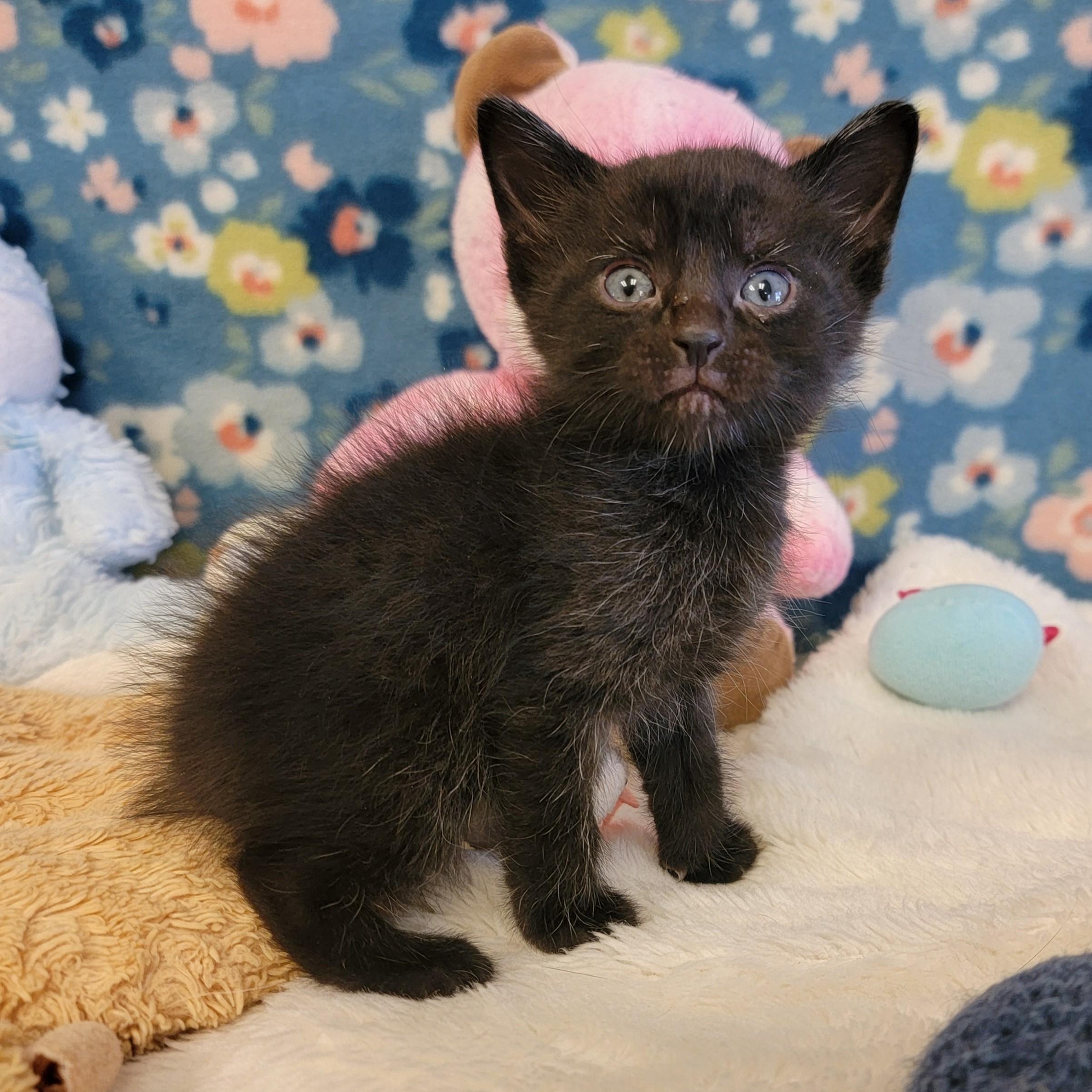 Enlarge Zazu, a ADOPTABLE mixed breed in ALPINE, TX image 4/6
