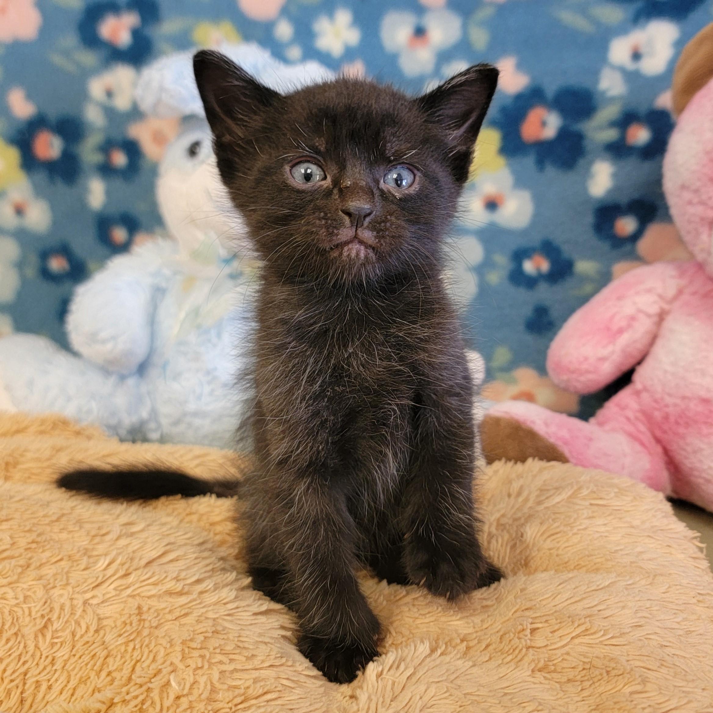 Enlarge Zazu, a ADOPTABLE mixed breed in ALPINE, TX image 5/6