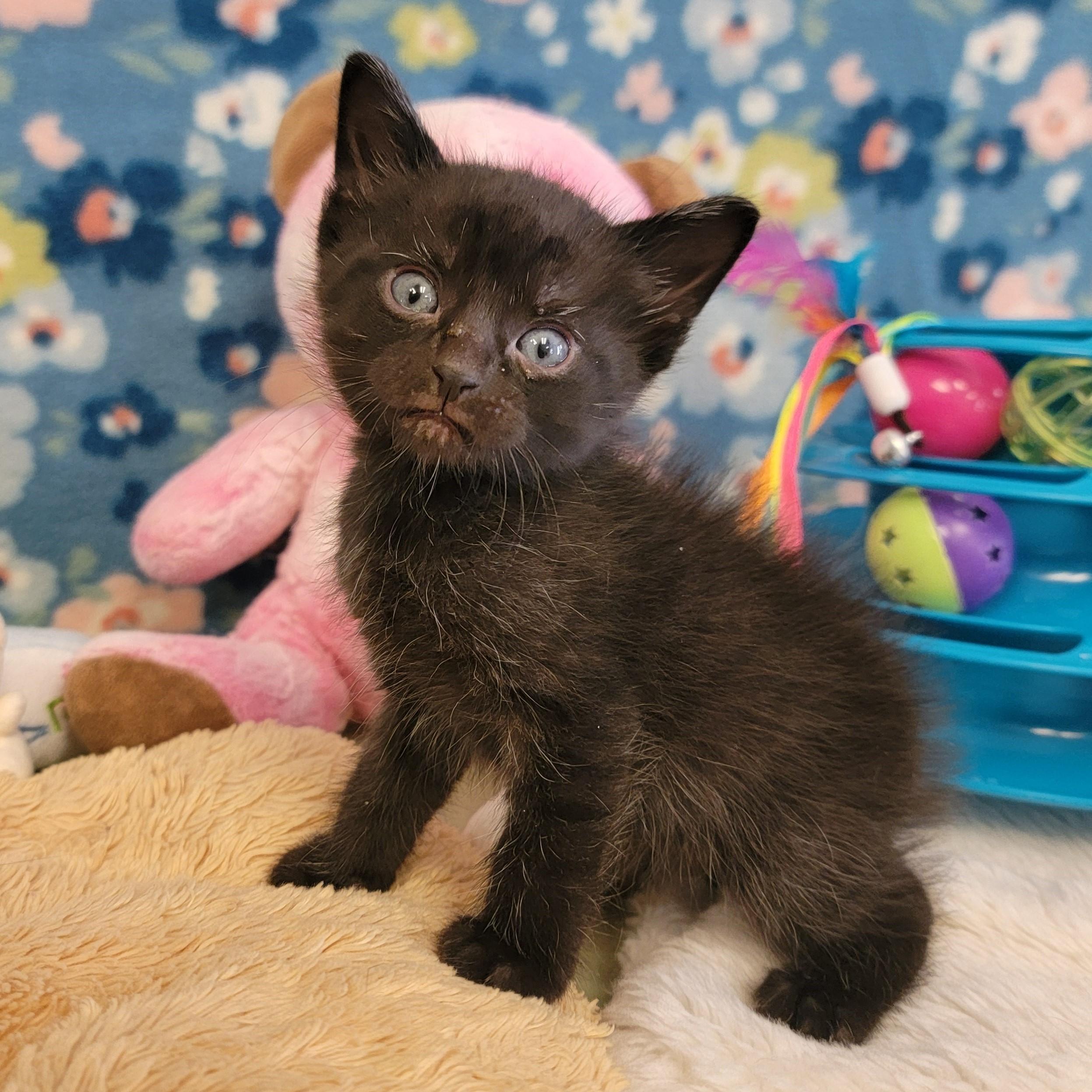 Zazu, ADOPTABLE, Young Male Domestic Short Hair.