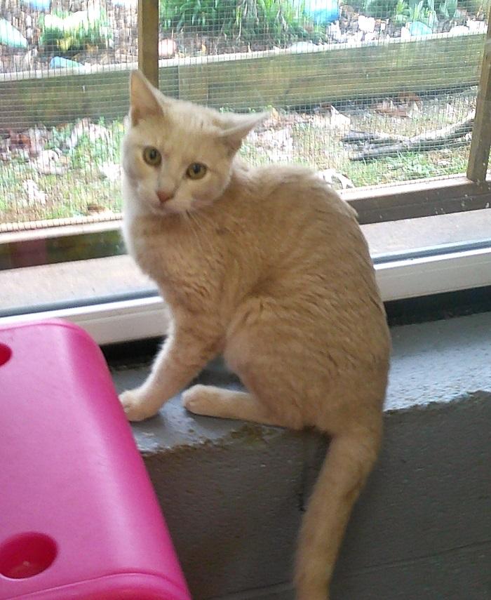 PAC MAN, ADOPTABLE, Young Male Domestic Short Hair.