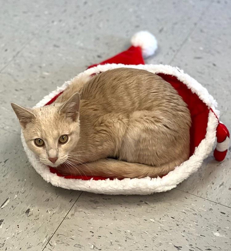 Enlarge PAC MAN, a ADOPTABLE Domestic Short Hair in Pegram, TN image 2/2