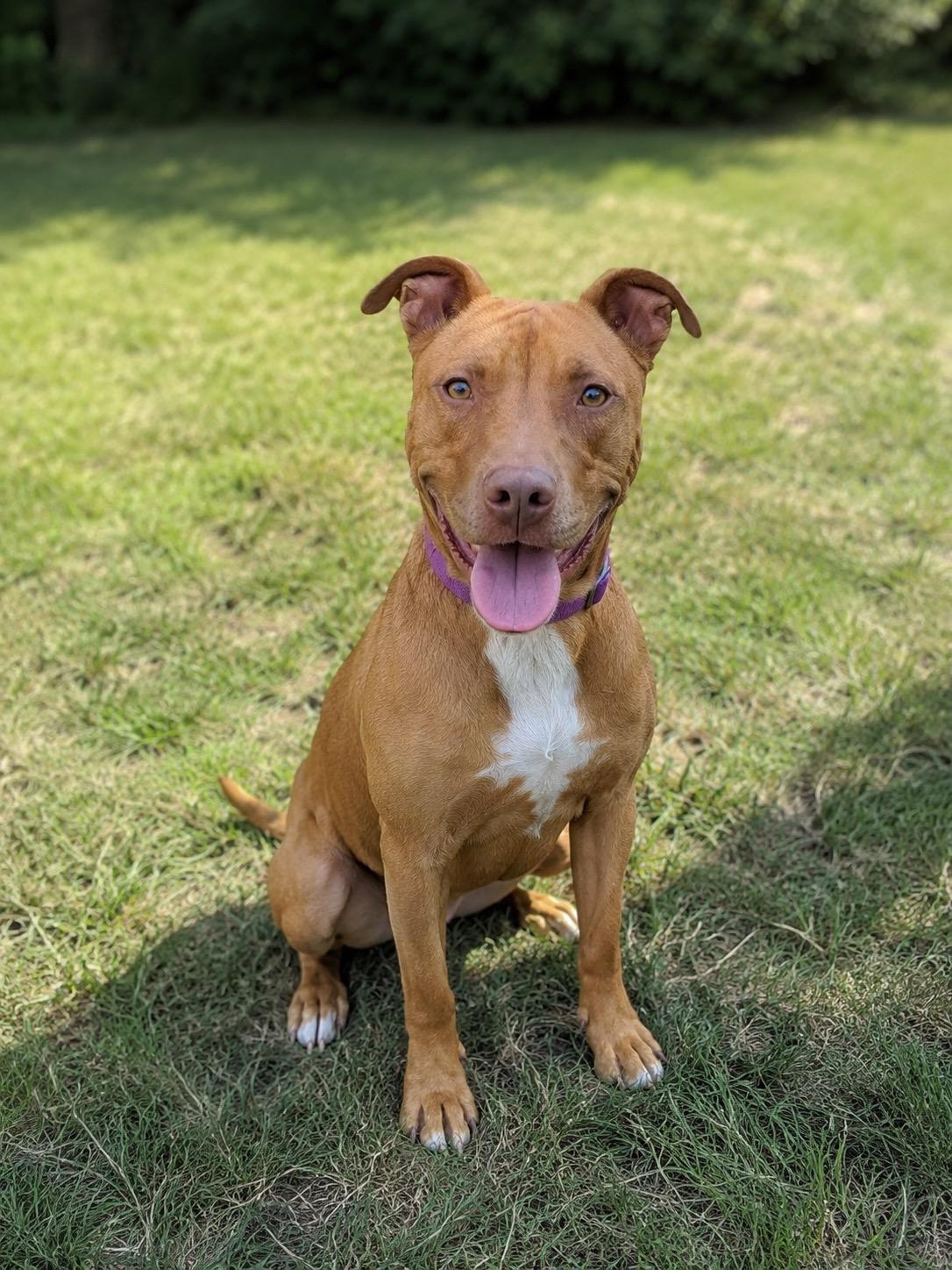 Enlarge Primrose, a ADOPTABLE Pit Bull Terrier in Lordsburg, NM image 1/1