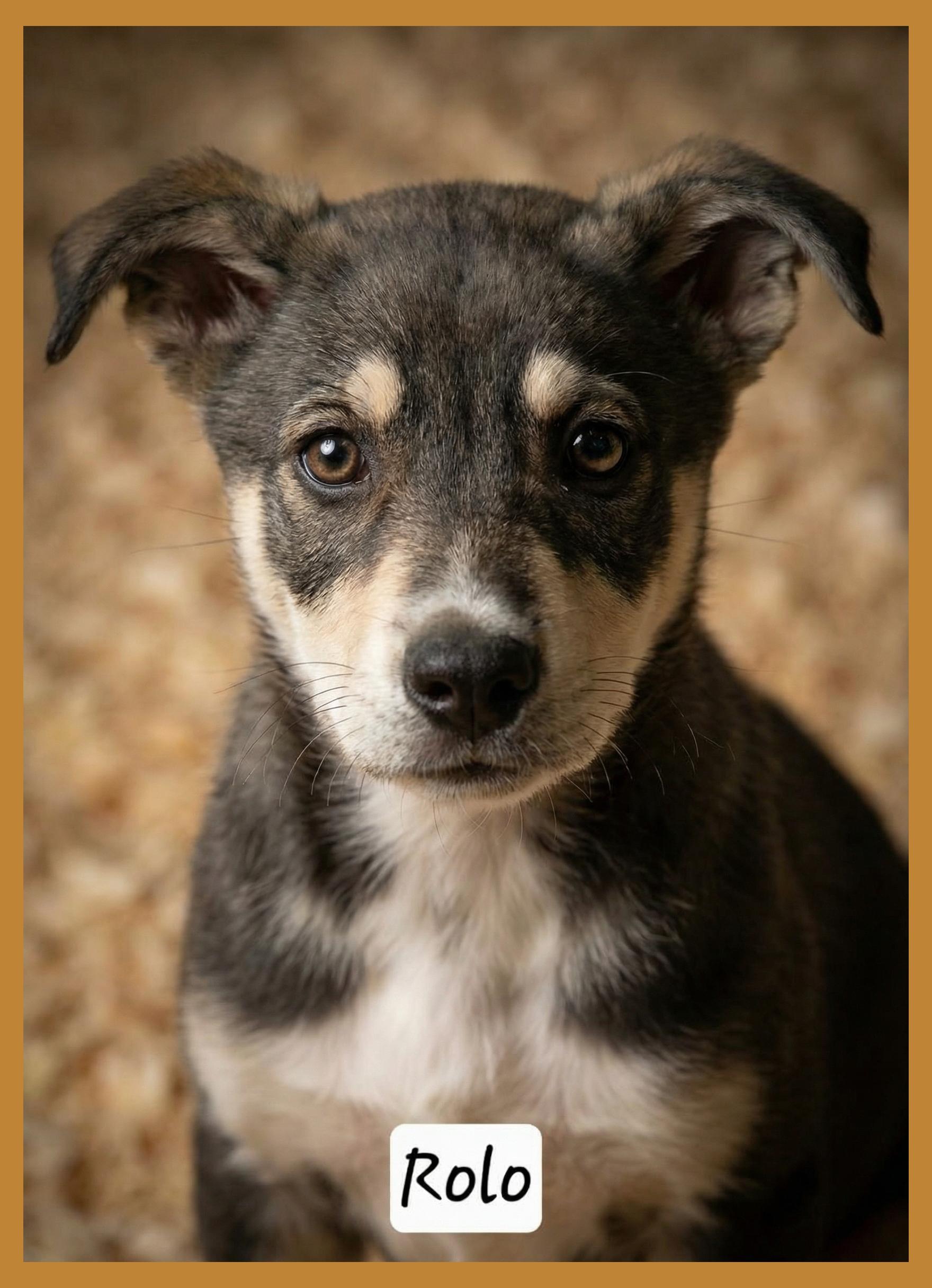 Enlarge Rolo, a ADOPTABLE mixed breed in Granbury, TX image 1/1