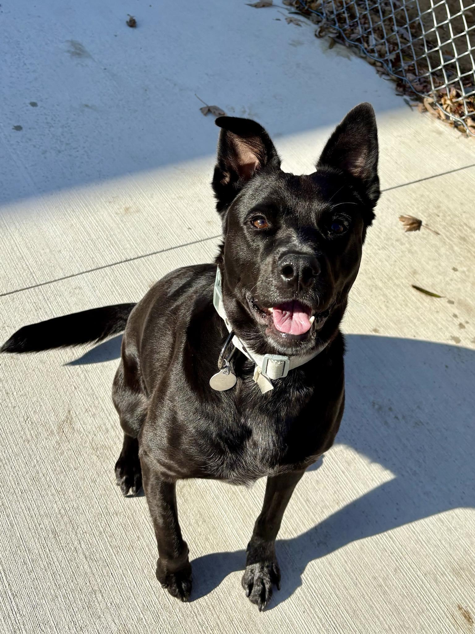 Maggie, a Adoptable mixed breed in Kalamazoo, MI image 1/5