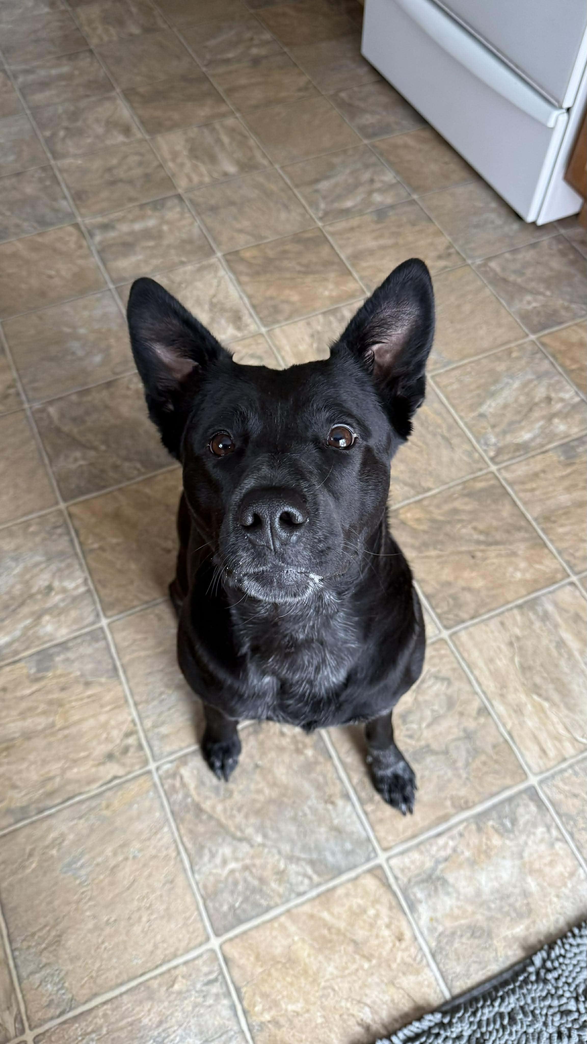 Enlarge Maggie - In Foster, a Adoptable mixed breed in Kalamazoo, MI image 2/5