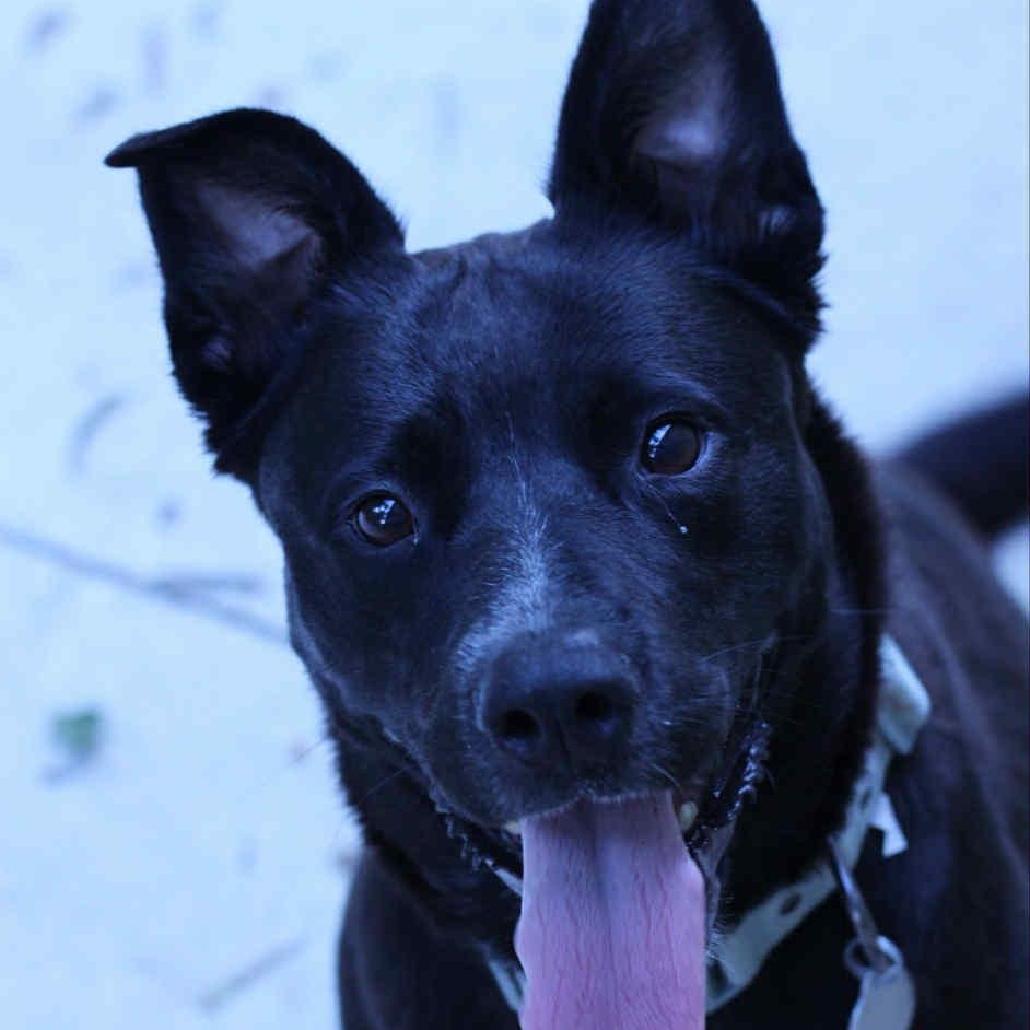 Maggie, a Adoptable mixed breed in Kalamazoo, MI image 3/5