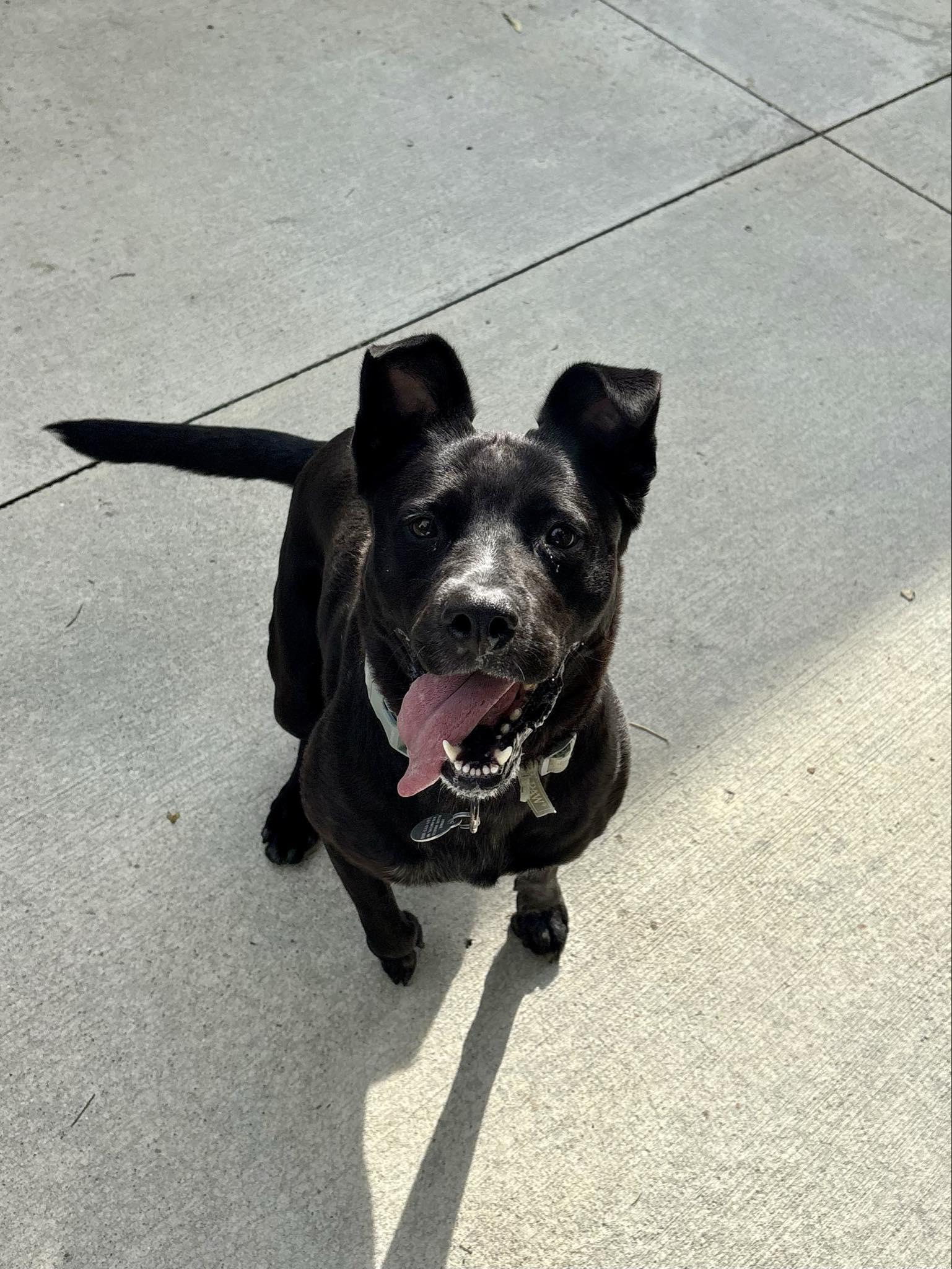 Maggie, a Adoptable mixed breed in Kalamazoo, MI image 2/5