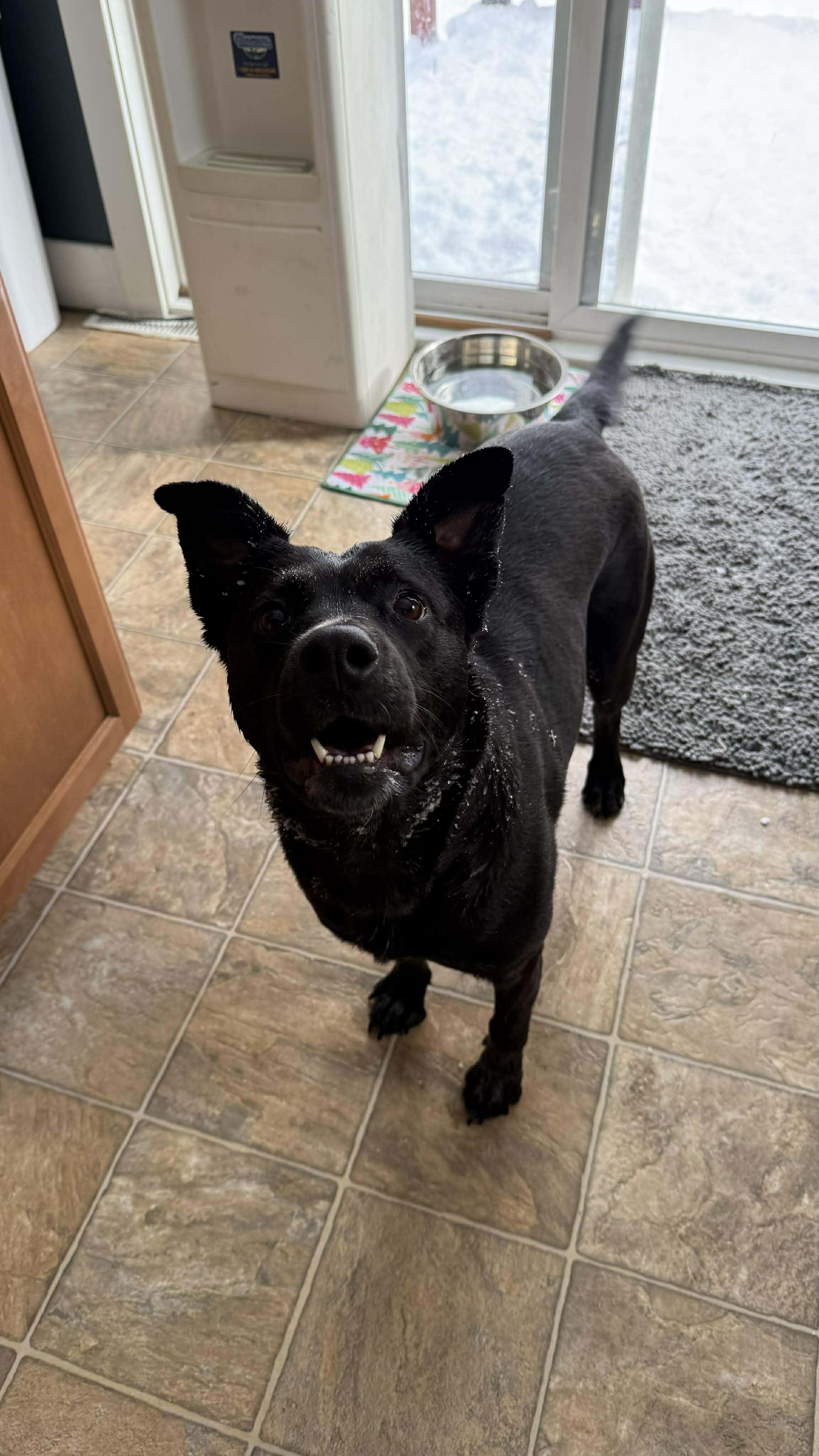 Maggie - In Foster, Adoptable, Young Female Australian Cattle Dog / Blue Heeler.
