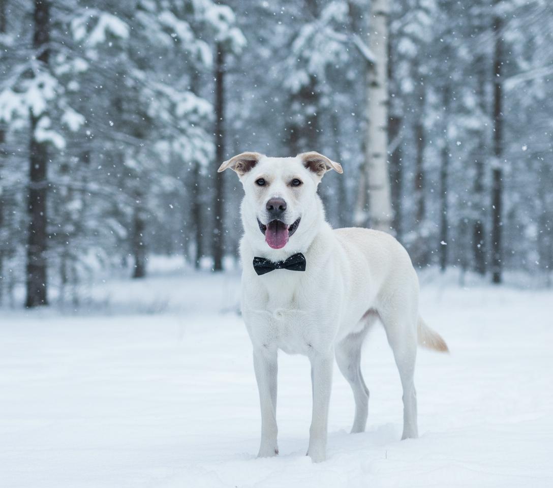Zack, adopted, Adult Male Labrador Retriever & Husky.