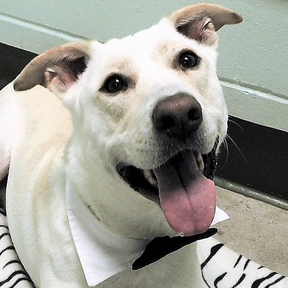 Zack, an adoptable Labrador Retriever, Husky in Milledgeville, GA, 31061 | Photo Image 1