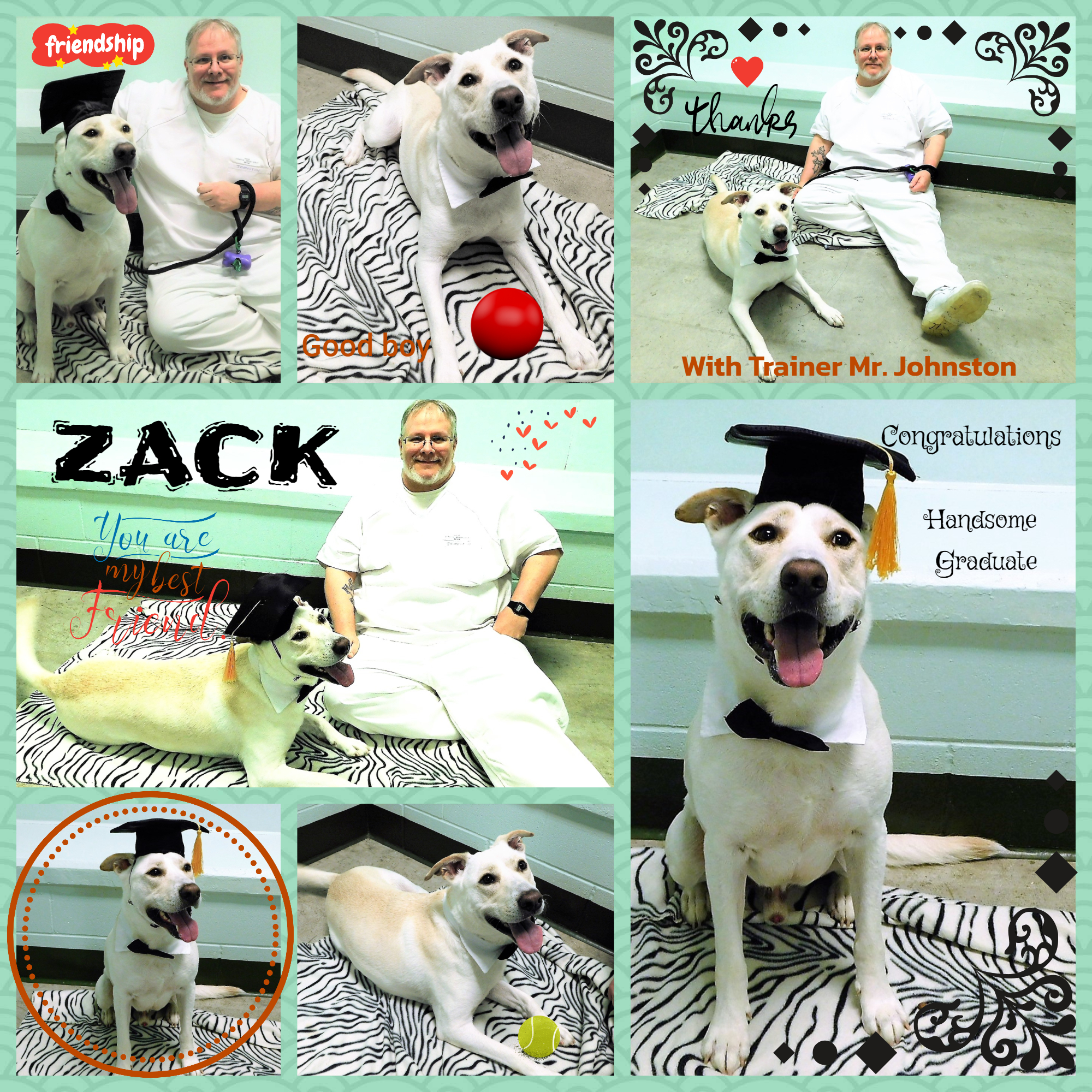 Zack, a Adoptable mixed breed in Milledgeville, GA image 5/6