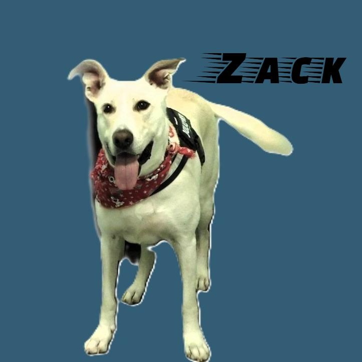 Zack, a Adoptable mixed breed in Milledgeville, GA image 3/6