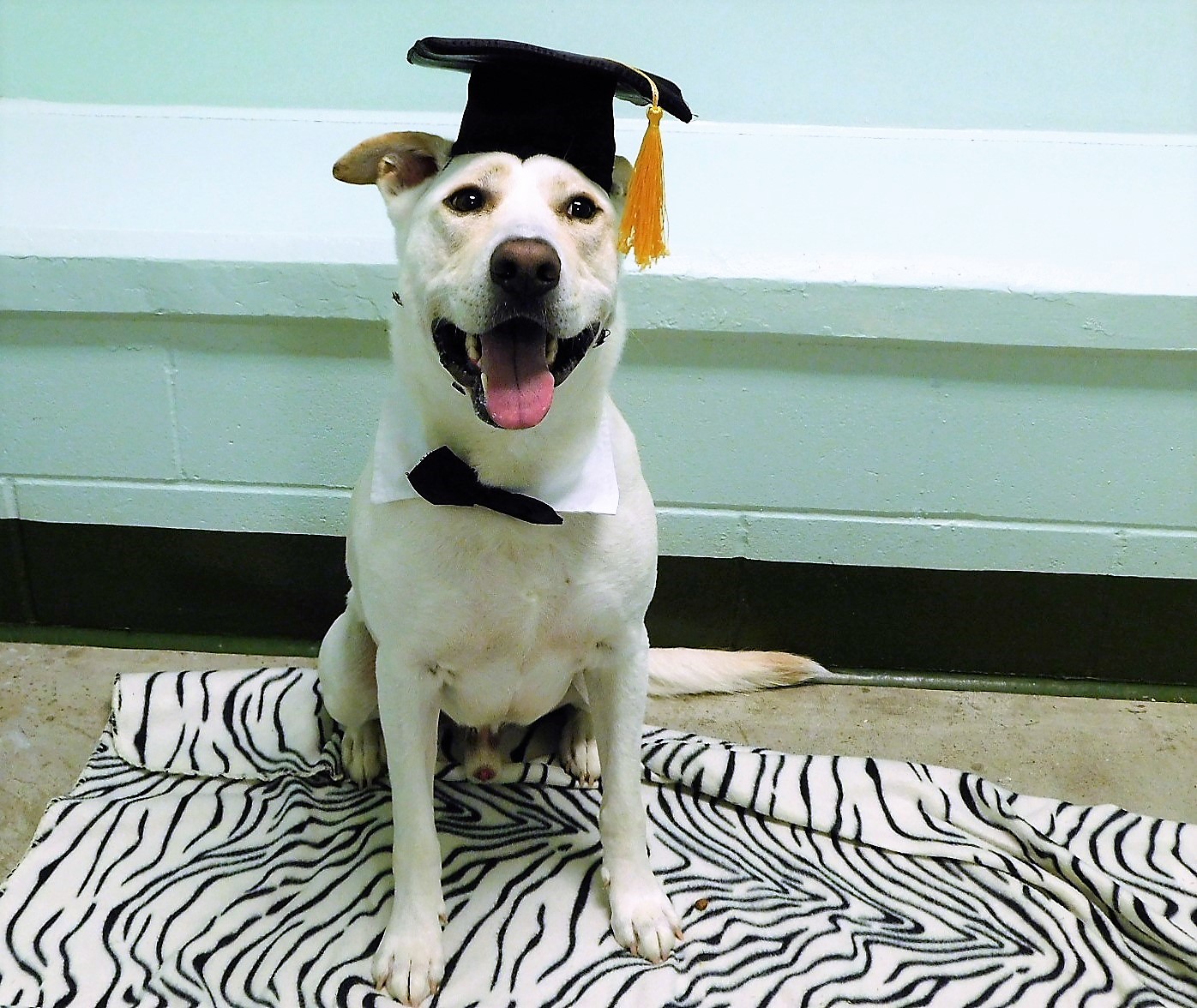 Zack, a Adoptable mixed breed in Milledgeville, GA image 6/6