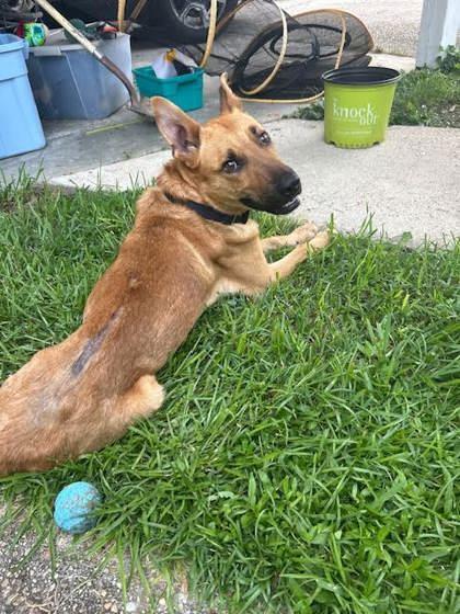 BOBBY (151488) (In a Foster Home) photo 5