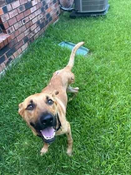 BOBBY (151488) (In a Foster Home) photo 6
