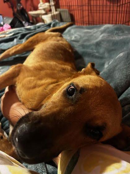 BOBBY (151488) (In a Foster Home) photo 3