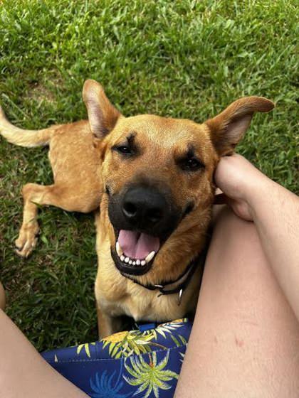 BOBBY (151488) (In a Foster Home), Adult Male Shepherd