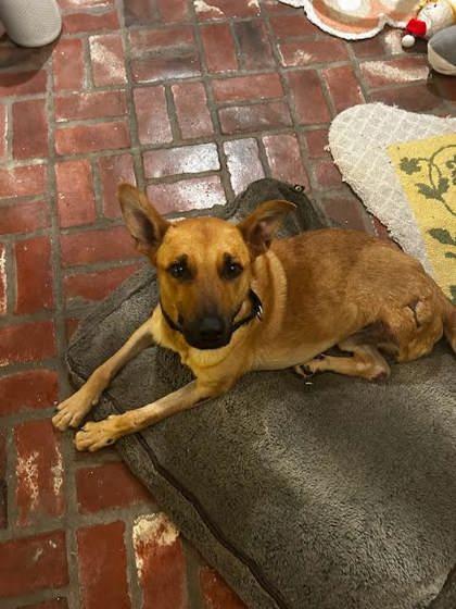 BOBBY (151488) (In a Foster Home) photo 4