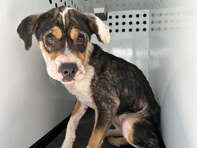 A251363, Adoptable, Young Female Pit Bull Terrier & Mixed Breed.