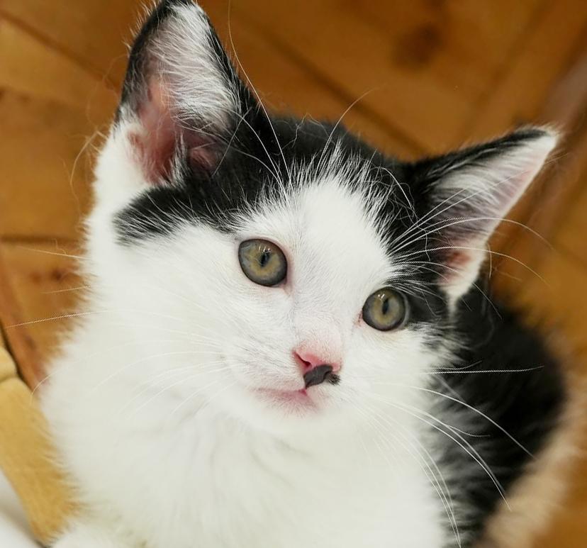 Turkish Van Cats & Kittens for Adoption in Hoboken, NJ | Petfinder