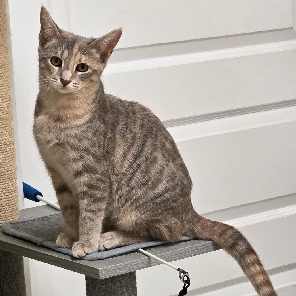 Savannah, Adoptable, Young Female Domestic Short Hair.