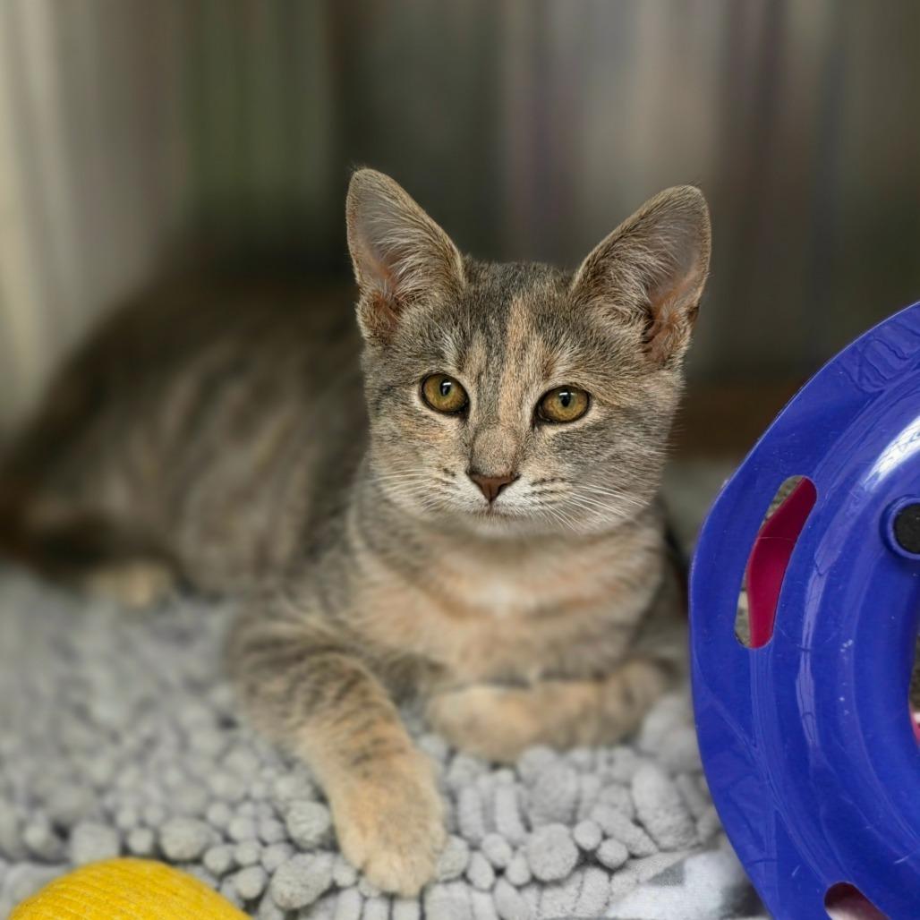 Enlarge Savannah, a Adoptable Domestic Short Hair in Newport News, VA image 2/4