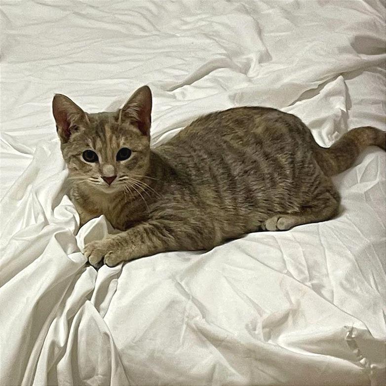 Enlarge Savannah, a Adoptable Domestic Short Hair in Newport News, VA image 2/3