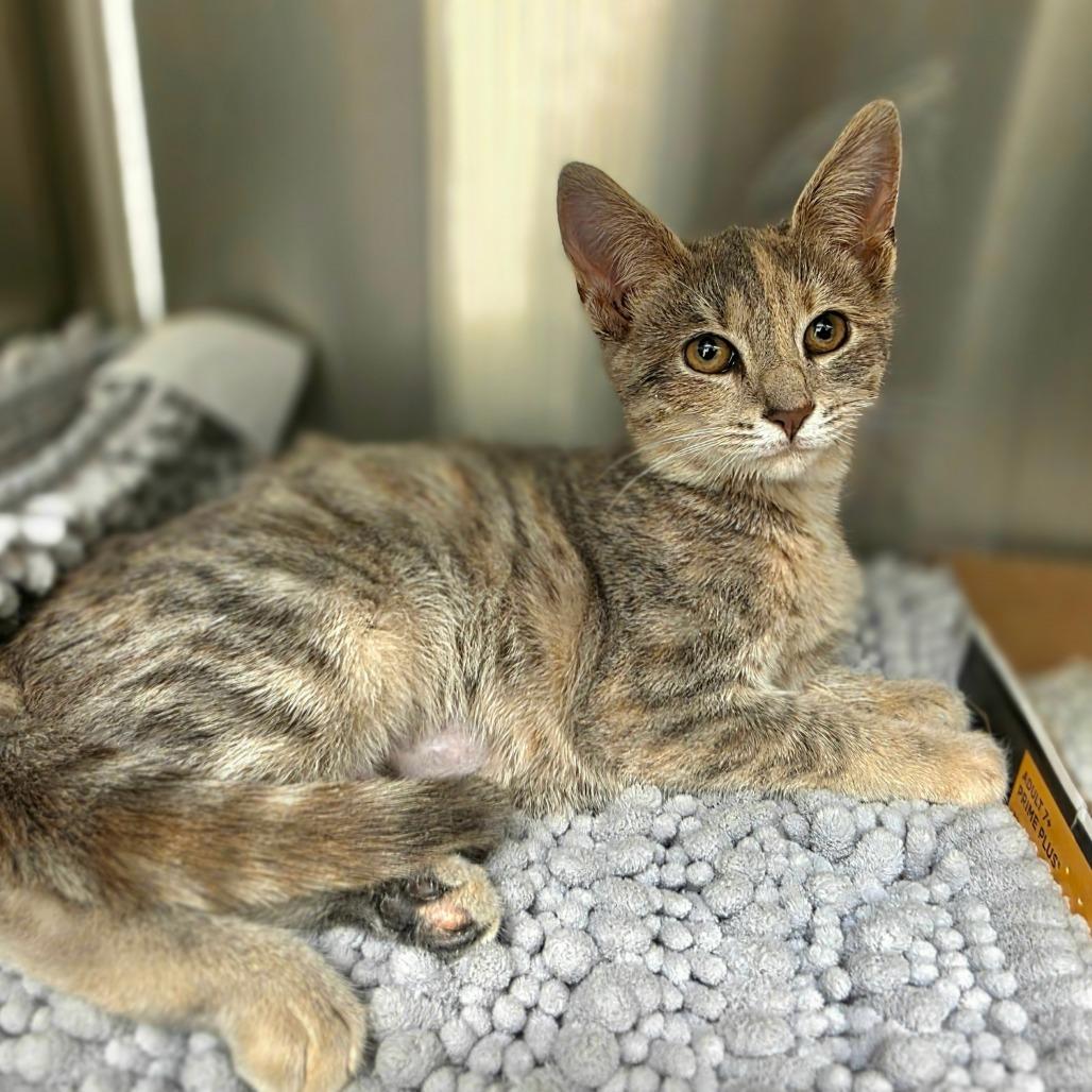 Enlarge Savannah, a Adoptable Domestic Short Hair in Newport News, VA image 3/3