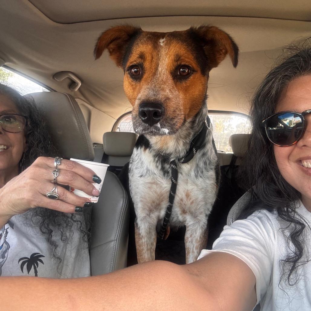 Enlarge JADE (599), a Adoptable mixed breed in Indiantown, FL image 1/6