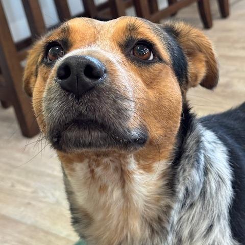 JADE (599), Adoptable, Adult Female Australian Cattle Dog / Blue Heeler & Mixed Breed.