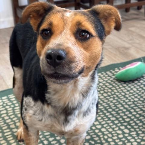 Enlarge JADE (599), a Adoptable mixed breed in Indiantown, FL image 3/6