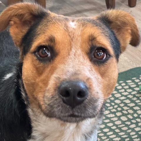 Enlarge JADE (599), a Adoptable mixed breed in Indiantown, FL image 5/6