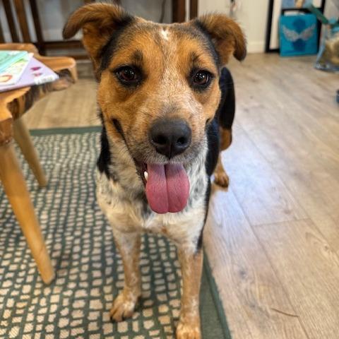 Enlarge JADE (599), a Adoptable mixed breed in Indiantown, FL image 6/6