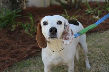 Ethel, Adoptable, Adult Female Beagle & Mixed Breed.