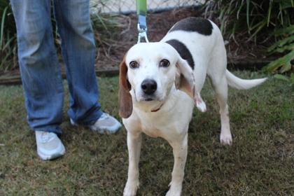 Ethel, Adoptable, Adult Female Hound & Mixed Breed.