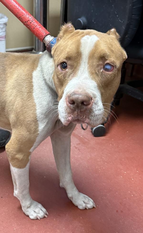 Hamlet, Adoptable, Adult Male Pit Bull Terrier.