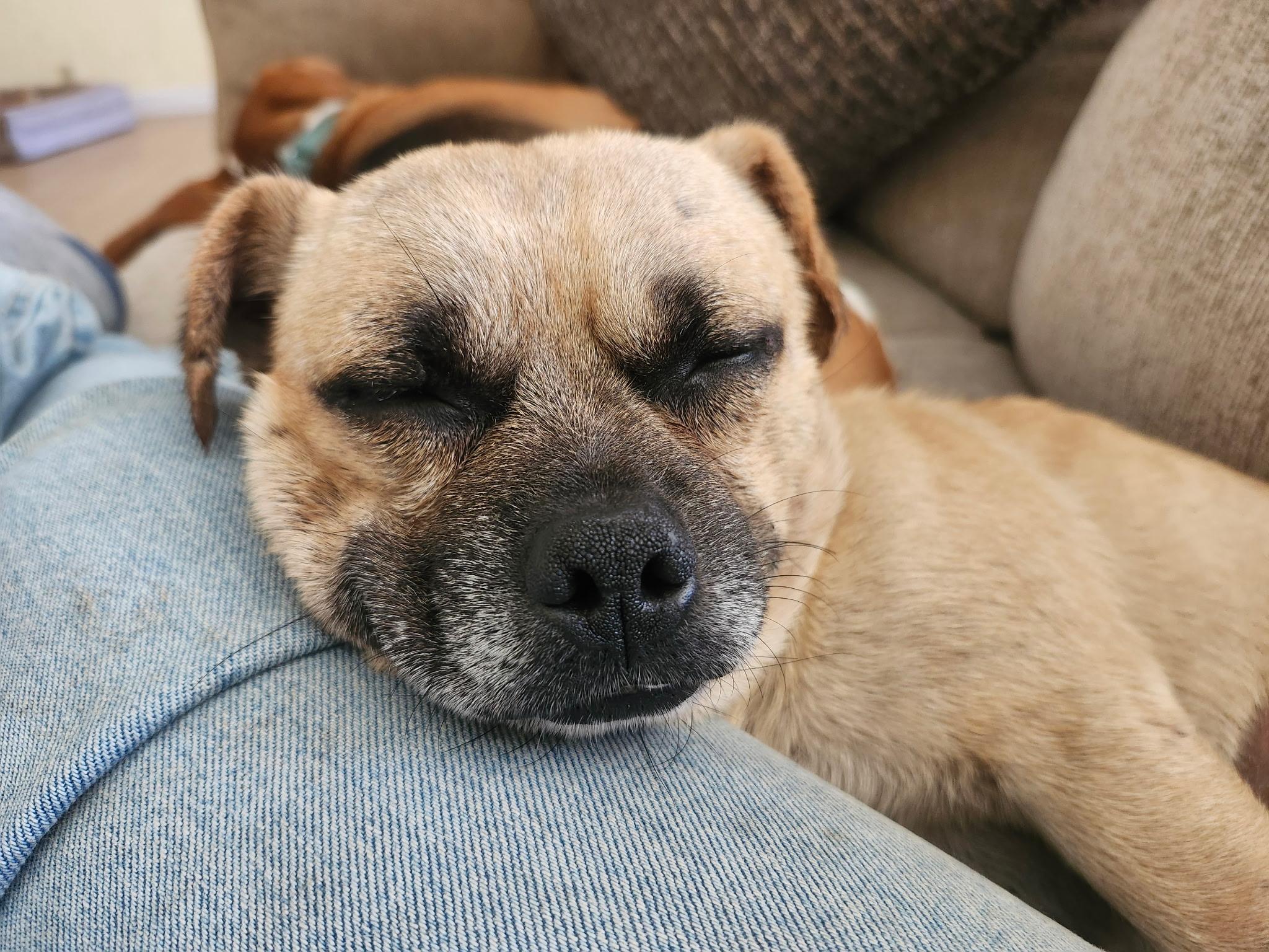 Enlarge Pierre, a Adoptable mixed breed in Oakland, CA image 2/5