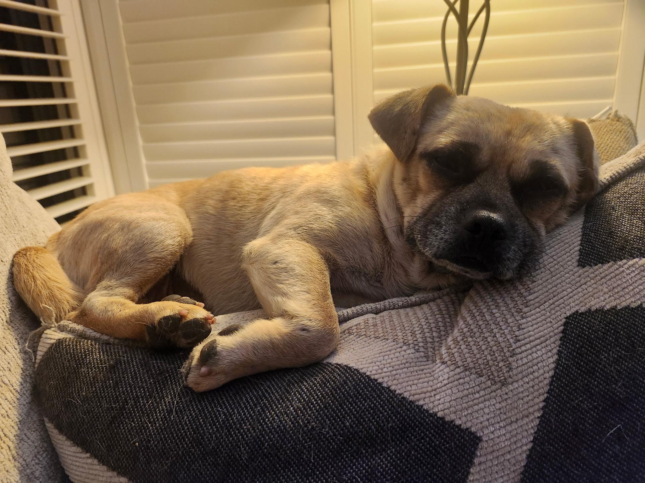 Enlarge Pierre, a Adoptable mixed breed in Oakland, CA image 3/5