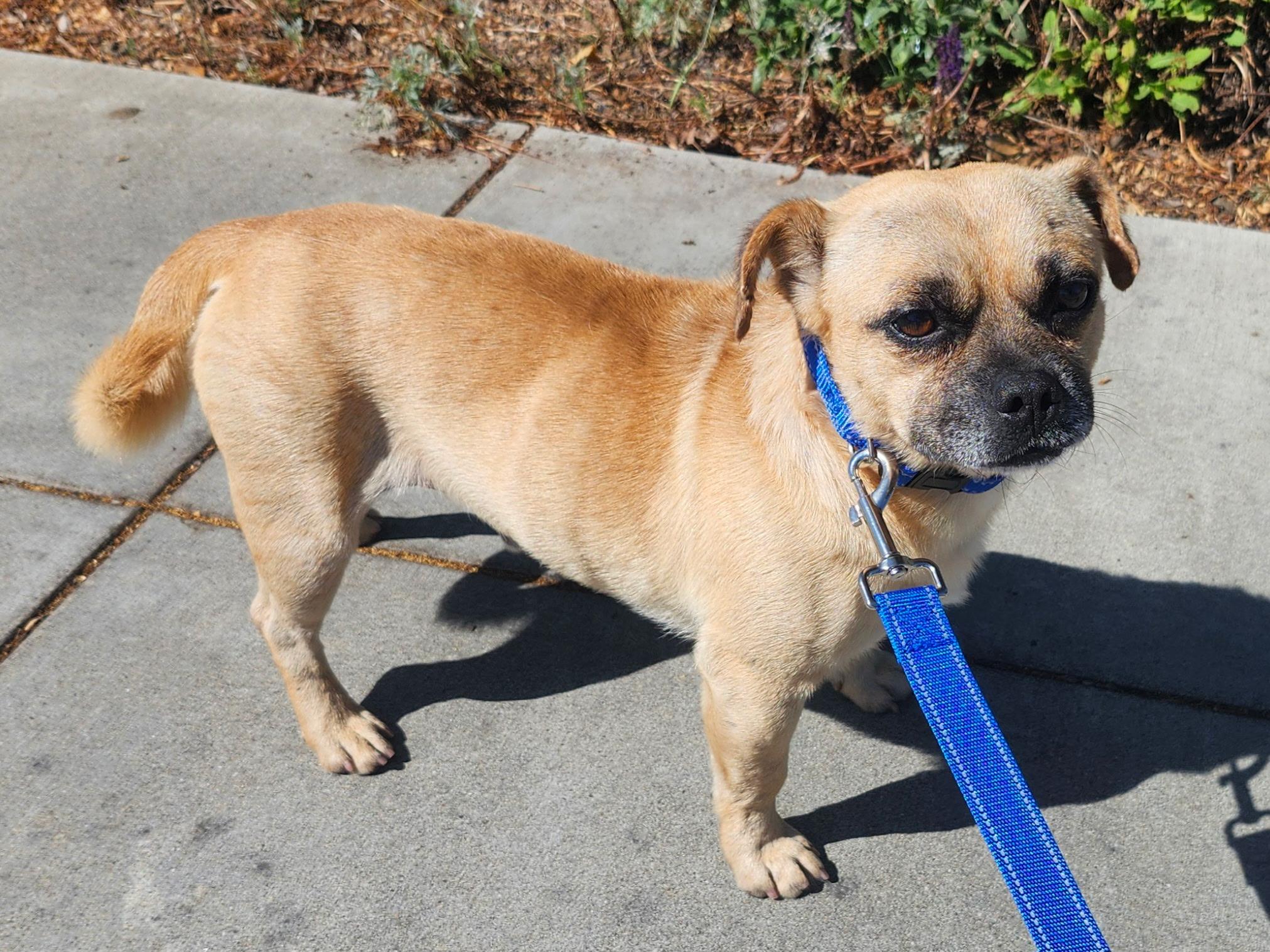 Pierre, Adoptable, Adult Male Pug & Beagle.