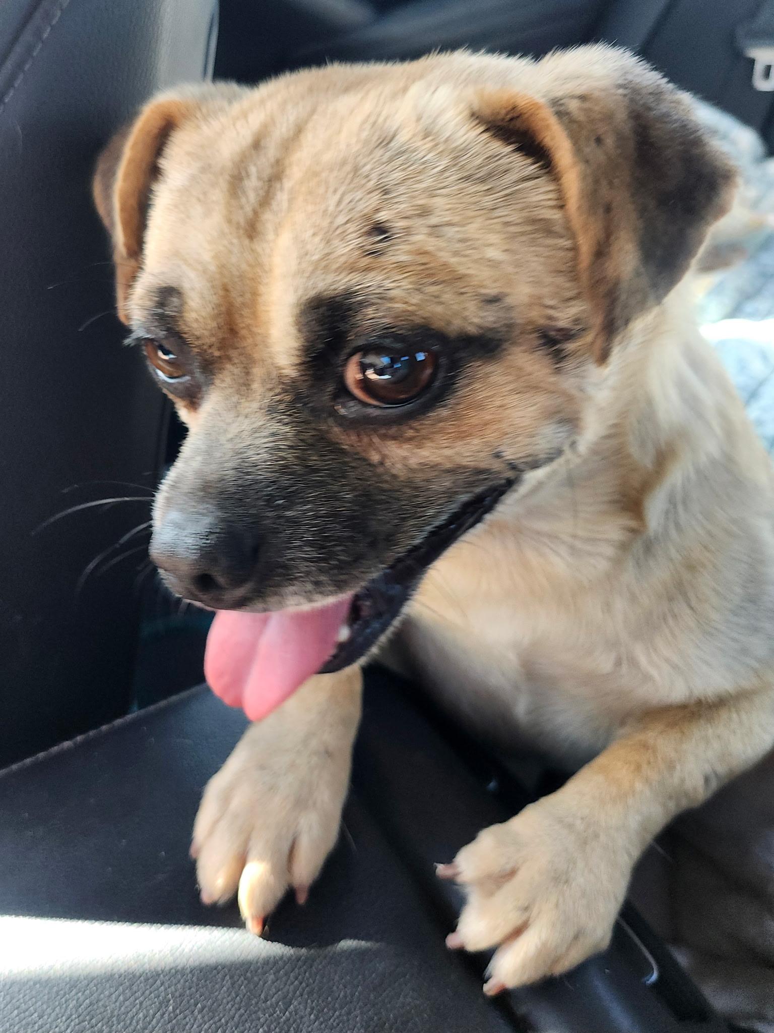 Enlarge Pierre, a Adoptable mixed breed in Oakland, CA image 4/5