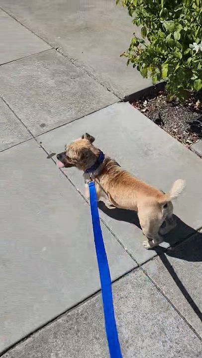 Enlarge Pierre, a Adoptable mixed breed in Oakland, CA video 5/5