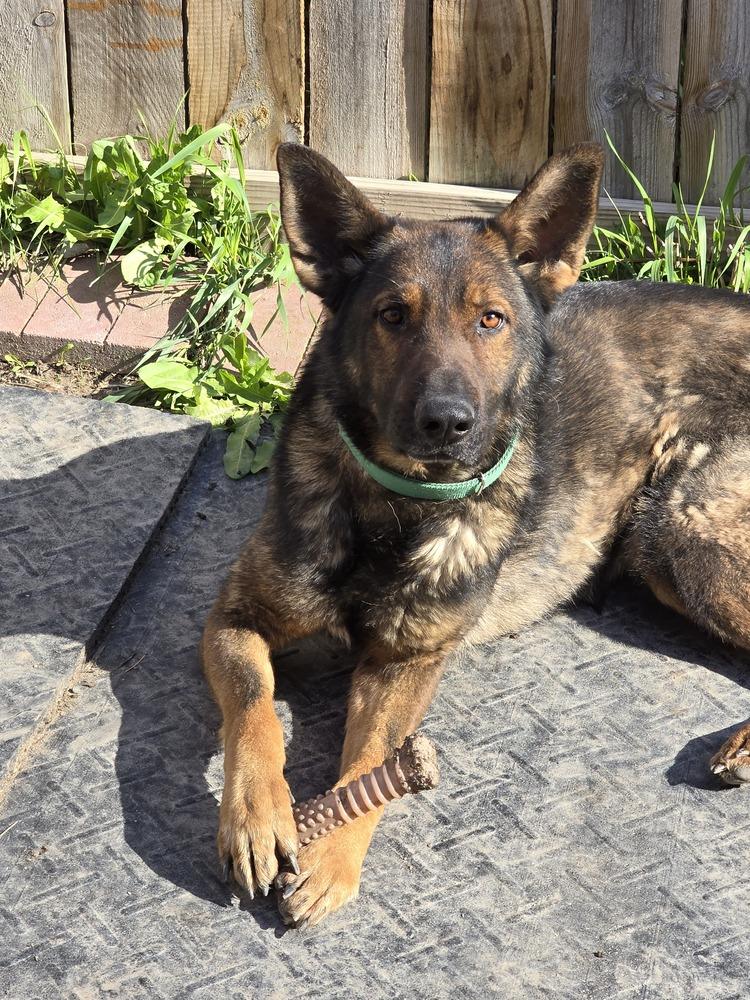 GSD Cecil, Adoptable, Young Male German Shepherd Dog.