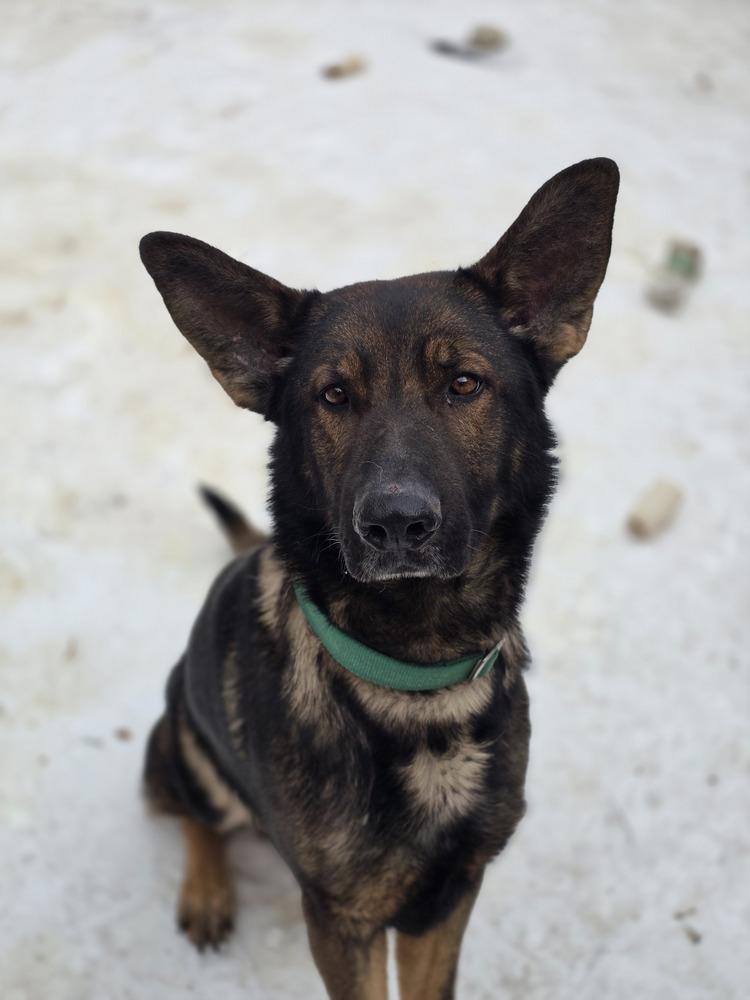 Enlarge Cecil, a Adoptable mixed breed in Linden, MI image 1/1